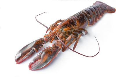 Close-up of crab over white background