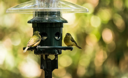 Close-up of bird perching on metal