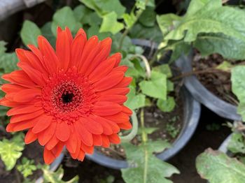 Close-up of red flower