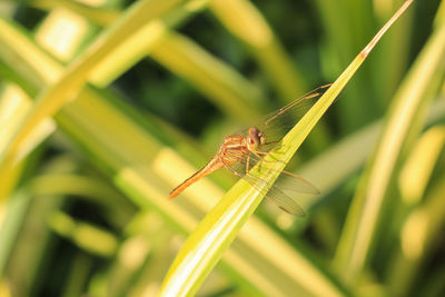 Close-up of insect on blade of grass