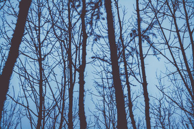 Bare trees in forest against sky