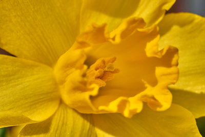 Close-up of yellow flowering plant