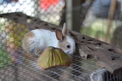 High angle view of sheep in cage