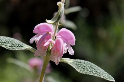 Close-up of pink flower blooming outdoors