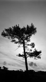 Low angle view of tree against sky