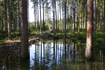 Pine trees in forest against sky