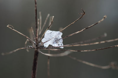 Close-up of frozen plant