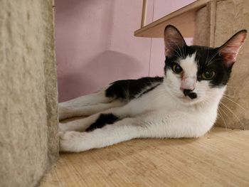Portrait of cat resting on floor