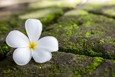 Close-up of white flowering plant