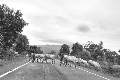 View of horses on road against sky