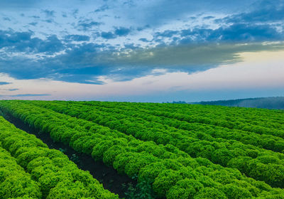 Large lettuce plantation