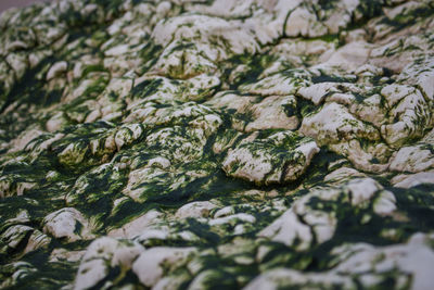 Full frame shot of fresh green leaves