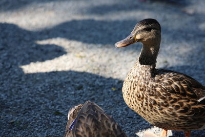 Close-up of a duck