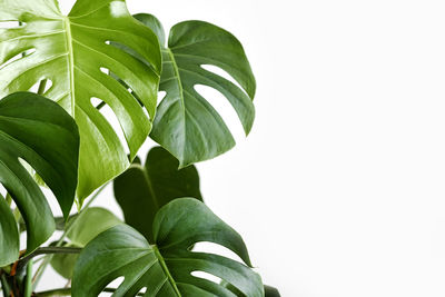 Close-up of leaves against white background