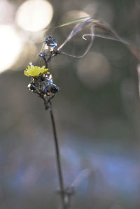 Close-up of insect on flower