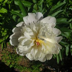 Close-up of white flowering plant