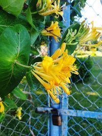 Close-up of yellow flowering plant by fence