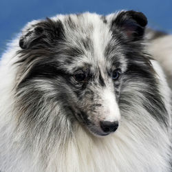 Close-up portrait of dog