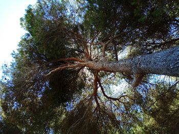 Low angle view of trees in forest against sky