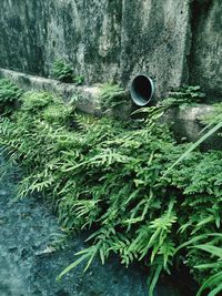 Plants growing by water pipe