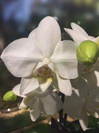 Close-up of white flowers