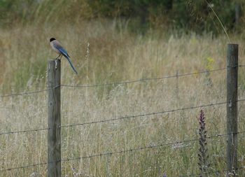 Bird perching on grass