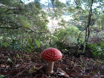 Close-up of fly agaric mushroom in forest