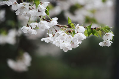 Close-up of cherry blossoms on tree