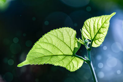 Close-up of maple leaf