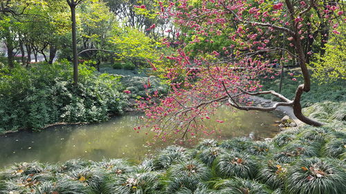 Trees by lake in park