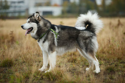 View of a dog looking away