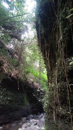 Trees growing in forest