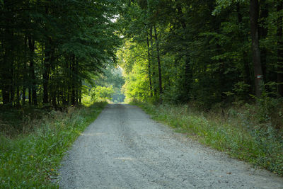Gravel road through a green deciduous forest, summer view