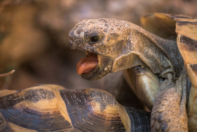 Close-up of tortoise mating