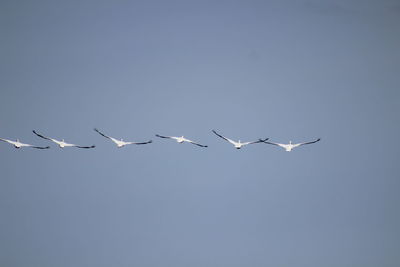 Low angle view of birds flying in sky