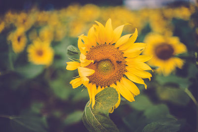 Close-up of honey bee on sunflower