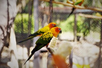 Close-up of parrot perching on branch