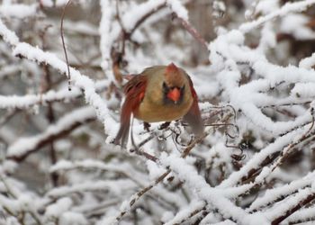 Close-up of bird perching on branch during winter