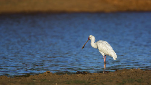 Side view of a bird on beach