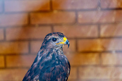 Close-up of a bird looking away against wall