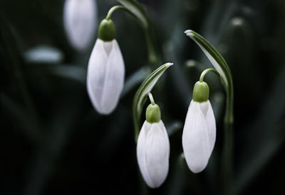 Close-up of white flowering plant