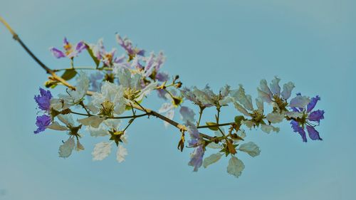 Low angle view of cherry blossoms against clear sky