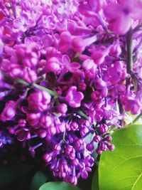 Close-up of purple flowers