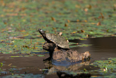 Lizard on a lake