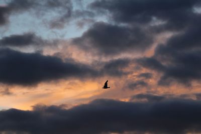 Low angle view of silhouette bird flying against dramatic sky