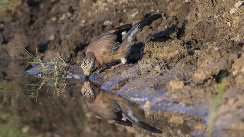 Bird drinking water from lake