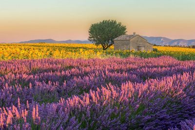 Scenic view of flowering plants on field against sky during sunset