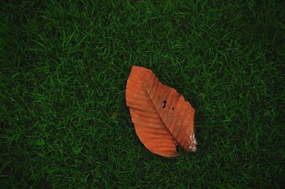 High angle view of orange leaf on field