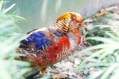 Close-up of insect on leaf