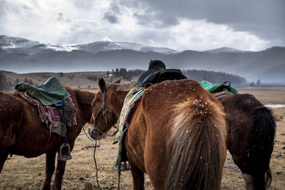Horses on field against mountains during winter